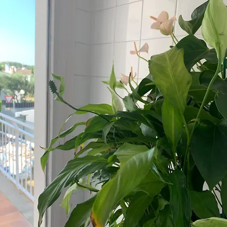 Casa de hóspedes M'enamora